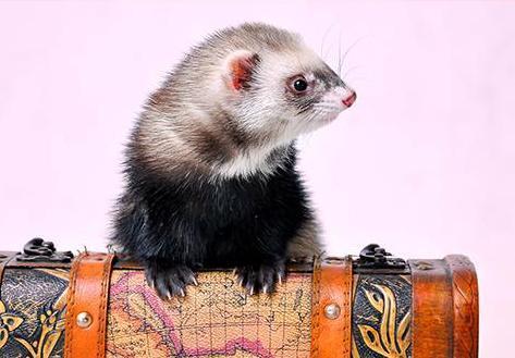 养猫养狗之后，现在流行养宠物貂你知道吗？不是普通水貂哦