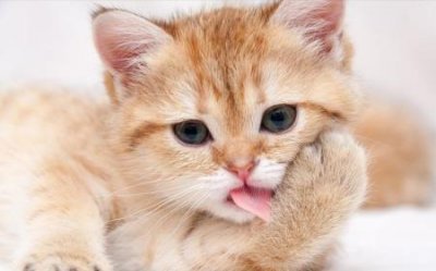 ​多少度猫咪会感到寒冷？猫咪感觉到冷会有哪些表现呢？
