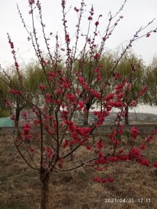 ​清明诗话，黃庭坚:佳节清明桃李笑…杜牧:清明时节雨纷纷…