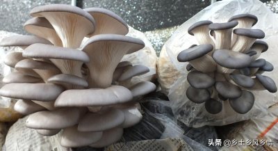 ​平菇种植技术