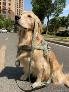 ​金毛犬价格解析：血统、品相与购买