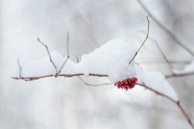 ​关于瑞雪兆丰年的诗句优美句子（春雪飞舞兆祥瑞）