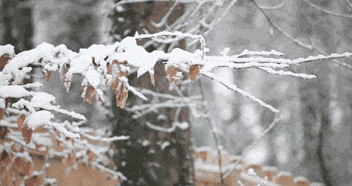 关于瑞雪兆丰年的诗句优美句子（春雪飞舞兆祥瑞）(9)