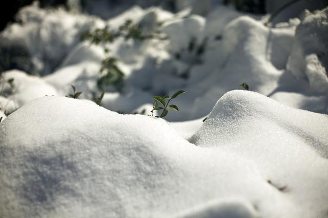 关于瑞雪兆丰年的诗句优美句子（春雪飞舞兆祥瑞）(8)