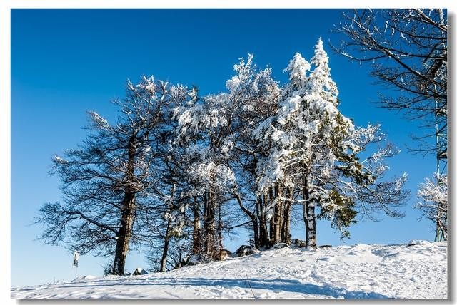 关于瑞雪兆丰年的诗句优美句子（春雪飞舞兆祥瑞）(6)