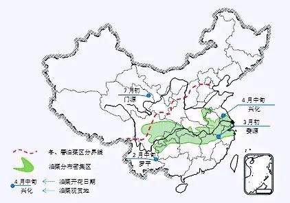油菜长什么样（油菜花及其品种分类及附图）
