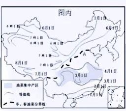油菜长什么样（油菜花及其品种分类及附图）