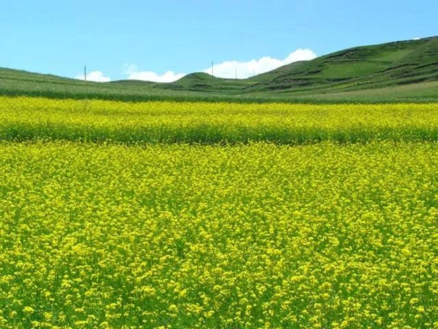 油菜长什么样（油菜花及其品种分类及附图）