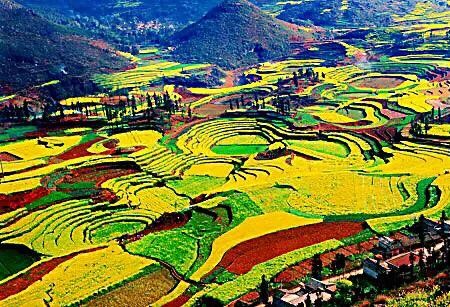 油菜长什么样（油菜花及其品种分类及附图）