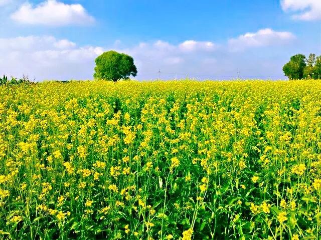 油菜长什么样（油菜花及其品种分类及附图）