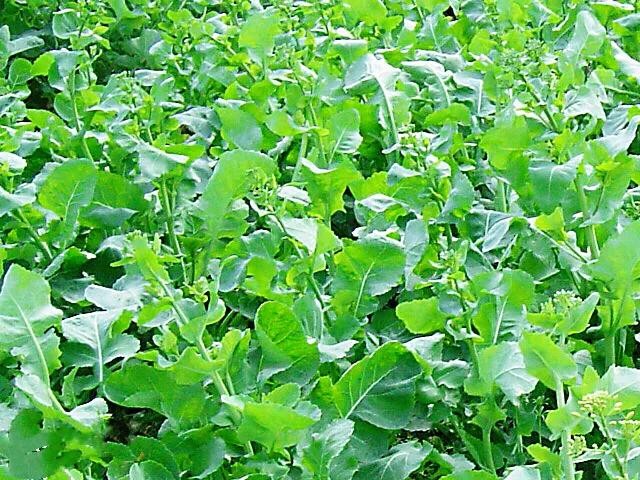 油菜长什么样（油菜花及其品种分类及附图）