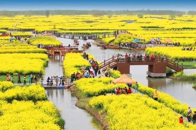 油菜长什么样（油菜花及其品种分类及附图）
