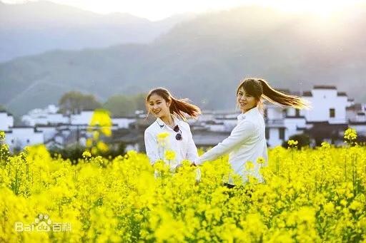 油菜长什么样（油菜花及其品种分类及附图）