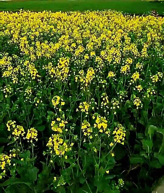 油菜长什么样（油菜花及其品种分类及附图）