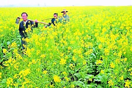 油菜长什么样（油菜花及其品种分类及附图）