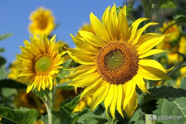 暗恋花语是什么花（盘点代表暗恋花语的10种花卉）