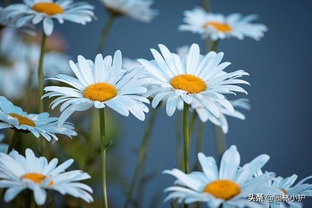 暗恋花语是什么花（盘点代表暗恋花语的10种花卉）