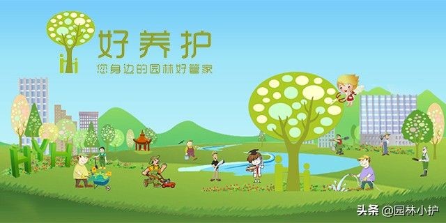 暗恋花语是什么花（盘点代表暗恋花语的10种花卉）