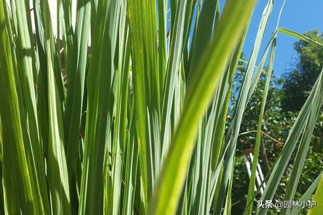 暗恋花语是什么花（盘点代表暗恋花语的10种花卉）