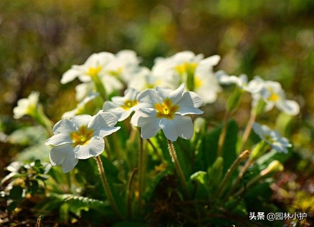 暗恋花语是什么花（盘点代表暗恋花语的10种花卉）