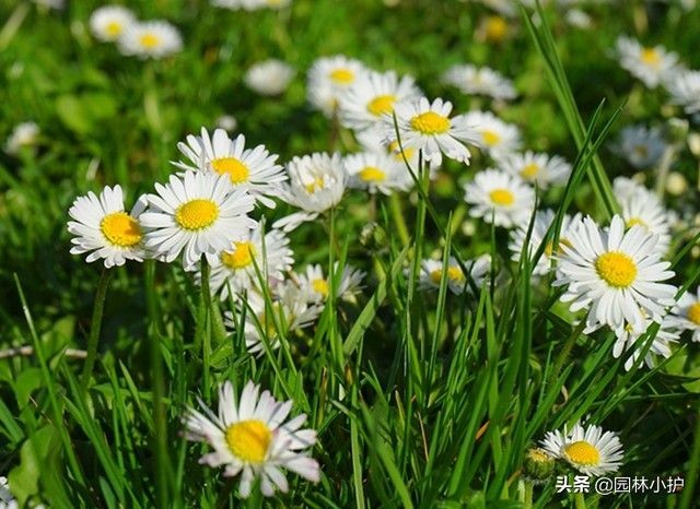 暗恋花语是什么花（盘点代表暗恋花语的10种花卉）
