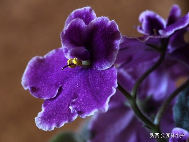 暗恋花语是什么花（盘点代表暗恋花语的10种花卉）