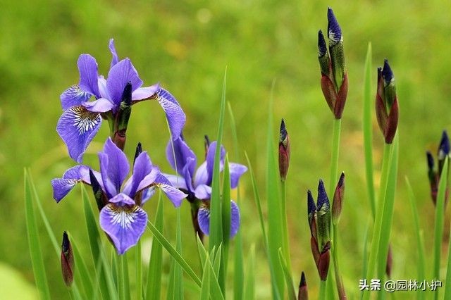 暗恋花语是什么花（盘点代表暗恋花语的10种花卉）