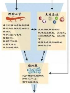 ​治疗指数是指(治疗指数是指什么值)