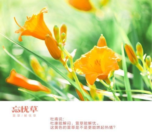 忘忧草代表着什么