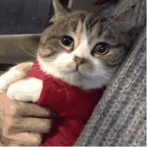 ​被猫抓了一下轻微破皮怎么解决（被猫“抓伤”怎么办？这些处理，缺一不可)