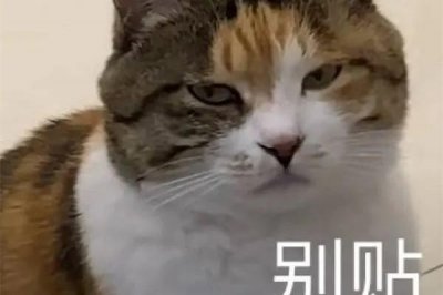 ​不要贴贴是什么意思梗 贴贴变密接是什么意思
