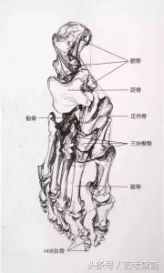 ​速写鞋子透视找不准，多款鞋子供你临摹，赶紧收藏！