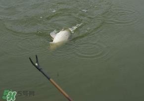 惊蛰过后好钓鱼吗？惊蛰后阴雨天好钓鱼吗？