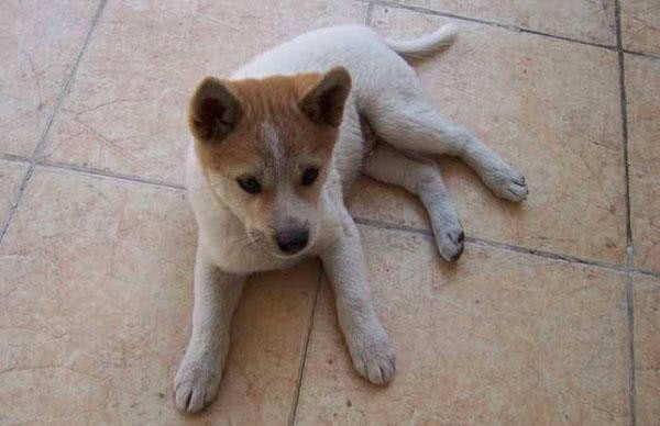此犬是我国本土优秀猎犬，名字奇怪，能力不输灵缇，如今数量稀少