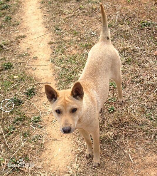 此犬是我国本土优秀猎犬，名字奇怪，能力不输灵缇，如今数量稀少