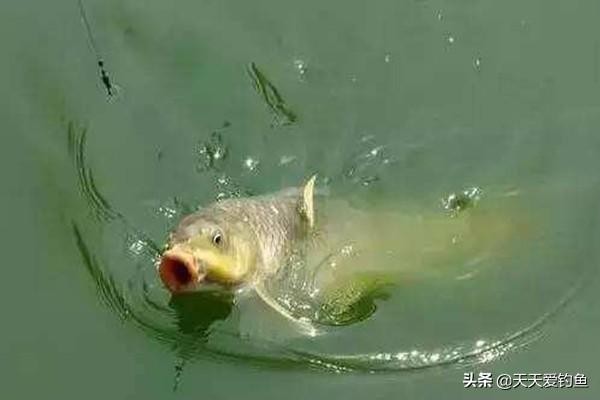 简单即做即用自制钓鲤鱼饵料配方（适合野钓鲤鱼的7个自制饵料配方）(3)