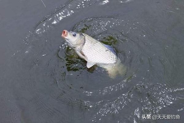 简单即做即用自制钓鲤鱼饵料配方（适合野钓鲤鱼的7个自制饵料配方）(2)