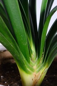 ​君子兰肥料怎样自制