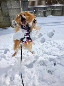 ​梦见下雪是什么意思，梦到下雪预示了什么