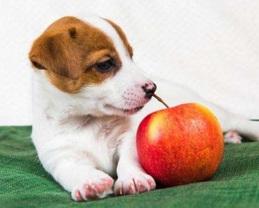 ​狗可以吃菠萝吗(狗可以吃菠萝吗0)