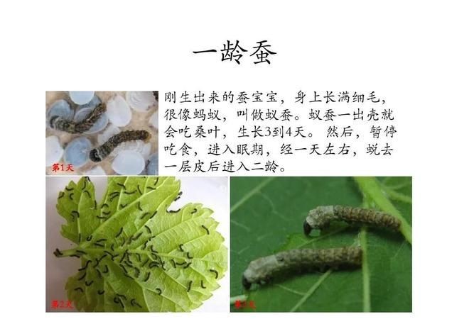 观察蚕的生长过程记录50字