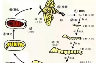 ​蚕宝宝的生长过程图片，研究蚕一生的生长过程我们应该怎么做？