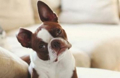 ​新手养泰迪犬指南：初养泰迪时的注意事项
