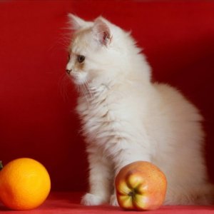 ​猫咪可以吃什么水果？这六种水果给猫咪吃，营养高还不贵