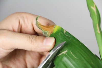 ​养“富贵竹”总烂根，不如水里兑点“液体”，防腐还能灭菌，实用！