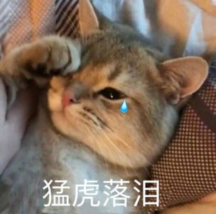 ​给猫咪“绝育”的这5个好处，爱猫的你一定要看完
