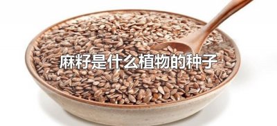 ​麻籽是什么植物的种子（麻籽儿是什么种子）