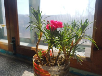 ​康乃馨有毒吗