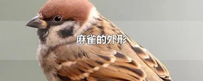 ​麻雀的外形
