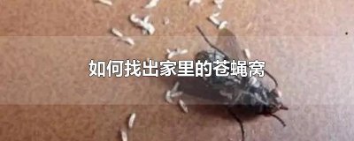 ​如何找出家里的苍蝇窝